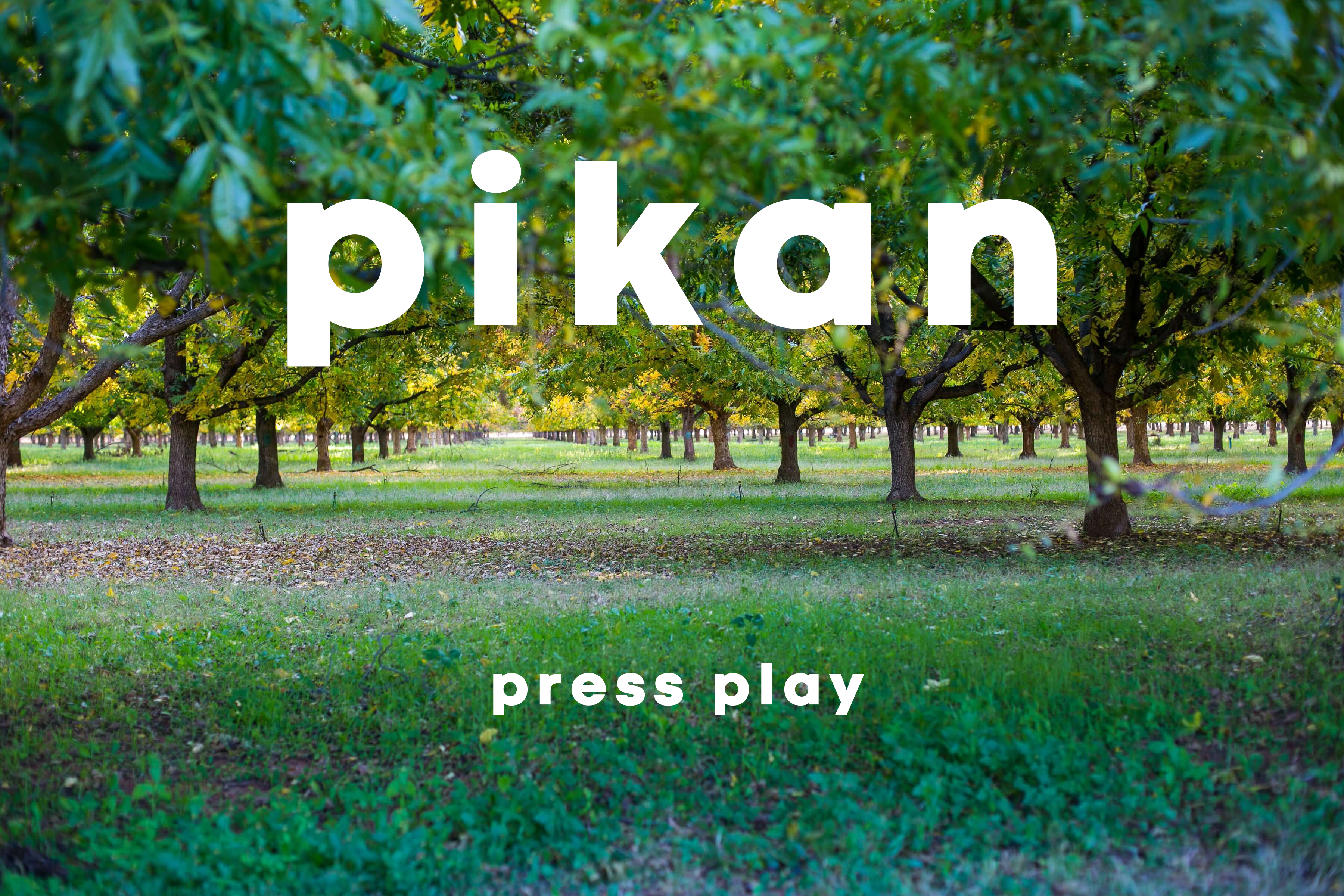 Load video: Pecans Nuts by Pikan, Video about Raw Pecan Nuts